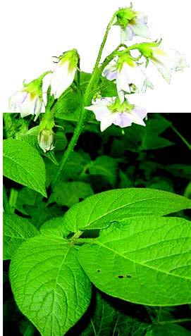 Solanum tuberosum fleurs blanches TRAMIL.jpg