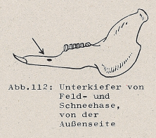 Unterkiefer von Feld- und Schneehase, von der Außenseite - DJN (1994) - Peter Boye - Heimische Säugetiere