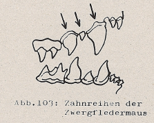 DJN Heimische Säugetiere Peter Boye 1994 Abb.103 Zahnreihen der Zwergfledermaus.PNG