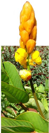 Senna alata inflorescence TRAMIL.jpg