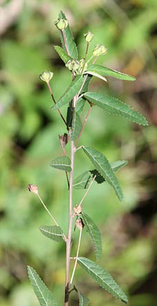 Sida rhombifolia tige TRAMIL.jpg