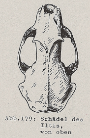 DJN Heimische Säugetiere Peter Boye 1994 Abb.179 Schädel des Iltis, von oben.PNG
