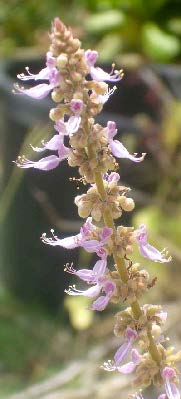 Plectranthus amboinicus inflorescence TRAMIL.jpg