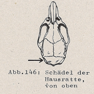 DJN Heimische Säugetiere Peter Boye 1994 Abb.146 Schädel der Hausratte, von oben.PNG