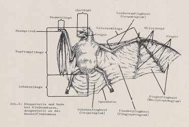 DJN Heimische Säugetiere Peter Boye 1994 Abb.2(1) Körperteile und Maße bei Fledermäusen. dargestellt an der Wasserfledermaus.PNG