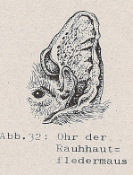 DJN Heimische Säugetiere Peter Boye 1994 Abb.32 Ohr der Rauhhautfledermaus.PNG