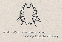 DJN Heimische Säugetiere Peter Boye 1994 Abb.99 Gaumen der Zwergfledermaus.PNG