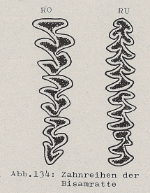 DJN Heimische Säugetiere Peter Boye 1994 Abb.134 Zahnreihen der Bisamratte.PNG