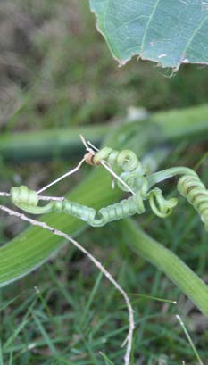 Cucurbita moschata vrille TRAMIL.jpg