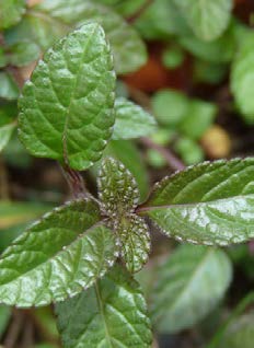 Hyptis atrorubens feuilles TRAMIL.jpg