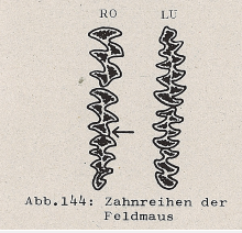 DJN Heimische Säugetiere Peter Boye 1994 Abb.144 Zahnreihen der Feldmaus.PNG