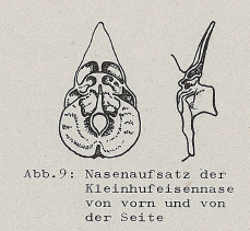 DJN Heimische Säugetiere Peter Boye 1994 Abb.9 Nasenaufsatz der Kleinhuseisennase von vorn und der Seite.PNG