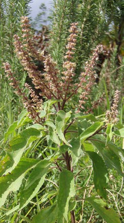 Ocimum gratissimum infrutescence TRAMIL.jpg