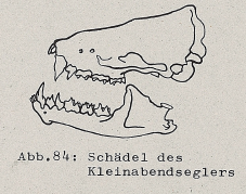 DJN Heimische Säugetiere Peter Boye 1994 Abb.84 Schädel des Kleinabendseglers.PNG