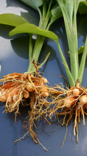 Curcuma longa base plante TRAMIL.jpg