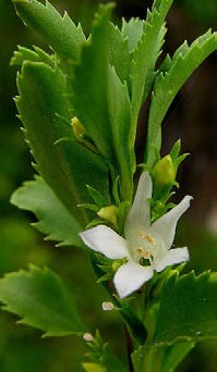 Capraria biflora fleur TRAMIL.jpg