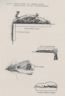DJN Heimische Säugetiere Peter Boye 1994 Abb.1 Maßstrecken bei Säugetieren, dargestellt an der Feldspitzmaus.PNG