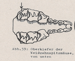 DJN Heimische Säugetiere Peter Boye 1994 Abb.59 Oberkiefer der Weißzahnspitzmäuse, von unten.PNG