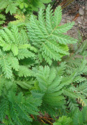 Tanacetum parthenium feuilles TRAMIL.jpg