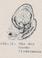 DJN Heimische Säugetiere Peter Boye 1994 Abb.31 Ohr der Nordfledermaus.PNG