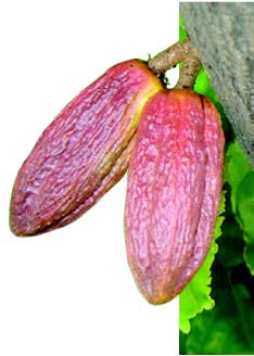 Theobroma cacao fruit TRAMIL.jpg