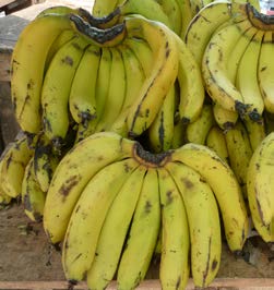 Musa paradisiaca fruits 2 TRAMIL.jpg