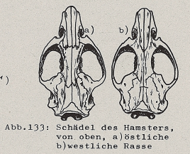 DJN Heimische Säugetiere Peter Boye 1994 Abb.133 Schädel des Hamsters.PNG