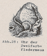 DJN Heimische Säugetiere Peter Boye 1994 Abb.28 Ohr der Zweifarbfledermaus.PNG