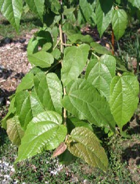 Guazuma ulmifolia feuilles TRAMIL.jpg