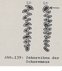 DJN Heimische Säugetiere Peter Boye 1994 Abb.139 Zahnreihen der Schneemaus.PNG