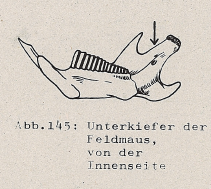 DJN Heimische Säugetiere Peter Boye 1994 Abb.145 Unterkiefer der Feldmaus, von der Innenseite.PNG