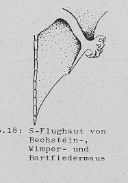 DJN Heimische Säugetiere Peter Boye 1994 Abb.18 S-Flughaut von Bechstein-, Wimper- und Bartfledermaus.PNG