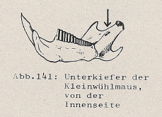 DJN Heimische Säugetiere Peter Boye 1994 Abb.141 Unterkiefer der Kleinwühlmaus, von der Innenseite.PNG