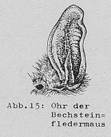 DJN Heimische Säugetiere Peter Boye 1994 Abb.15 Ohr der Bechsteinfledermaus.PNG