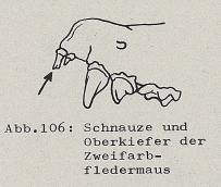 DJN Heimische Säugetiere Peter Boye 1994 Abb.106 Schnauze und Oberkiefer der Zweifarbfledermaus.PNG