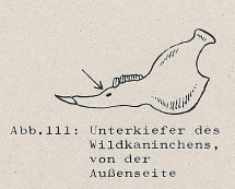DJN Heimische Säugetiere Peter Boye 1994 Abb.111 Unterkiefer des Wildkaninchen, von der Außenseite.PNG
