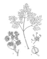 Petroselinum crispum PROSEA linedrawing.png