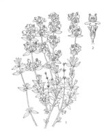 Thymus vulgaris PROSEA linedrawing.png