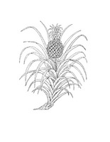 Ananas comosus PROSEA linedrawing.tif