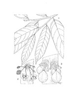 Stelechocarpus burahol PROSEA linedrawing.tif