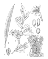 Elettaria cardamomum PROSEA linedrawing.png