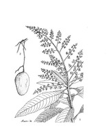 Mangifera laurina PROSEA linedrawing.tif