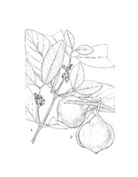 Garcinia dulcis PROSEA linedrawing.tif