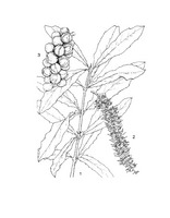 Macadamia integrifolia PROSEA linedrawing.tif