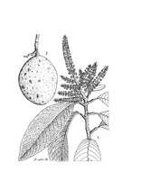 Mangifera foetida PROSEA linedrawing.tif