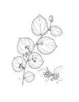 Grewia asiatica PROSEA linedrawing.tif