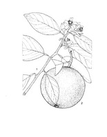 Citrus sinensis PROSEA linedrawing.tif