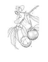 Garcinia mangostana PROSEA linedrawing.tif