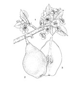 Pyrus pyrifolia PROSEA linedrawing.tif