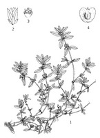 Alternanthera sessilis MC.tif